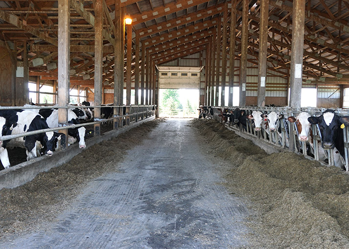 Cattle Barn Interior for Feeding and Herd Management | Walters Buildings Interior of cattle barn with feeding lanes and livestock housing designed for efficient herd management