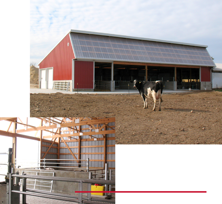 Cattle Barn with Natural Light and Livestock Handling System | Walters Buildings Cattle barn with natural lighting panels and interior livestock handling system designed for herd health and efficiency