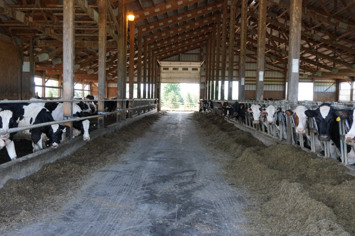 Interior of dairy stall barn with cows feeding along center aisle