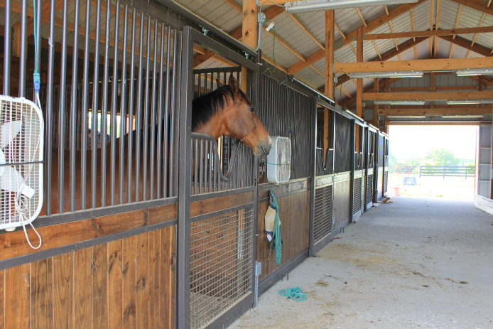 Custom horse barn with horse stabled inside Custom horse barn with horse stabled inside